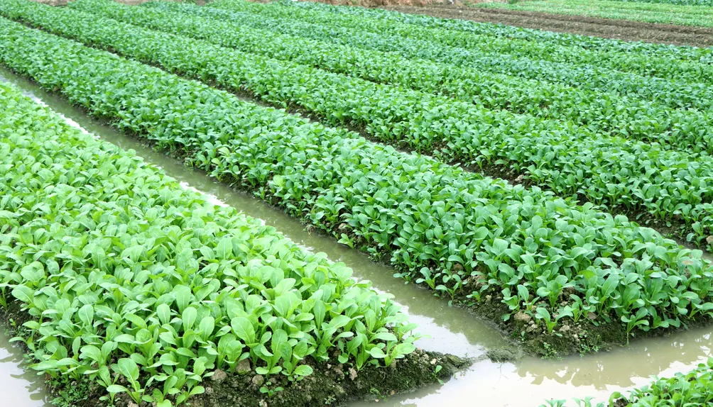 vegetable growing
